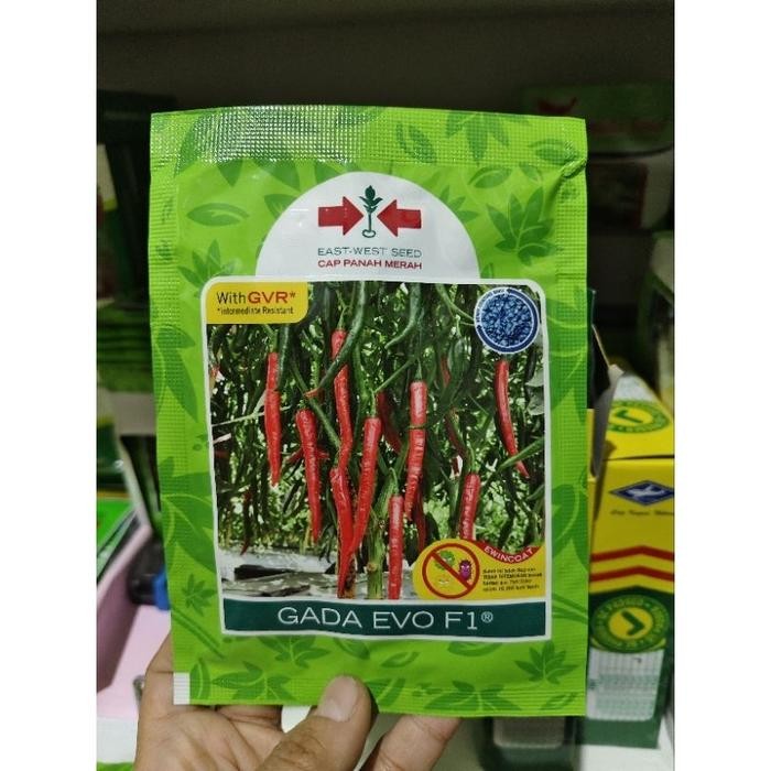 ID BENIH CABE GADA EVO F1 2250 BUTIR BENIH CABE BESAR HIBRIDA DARI PANAH MERAH