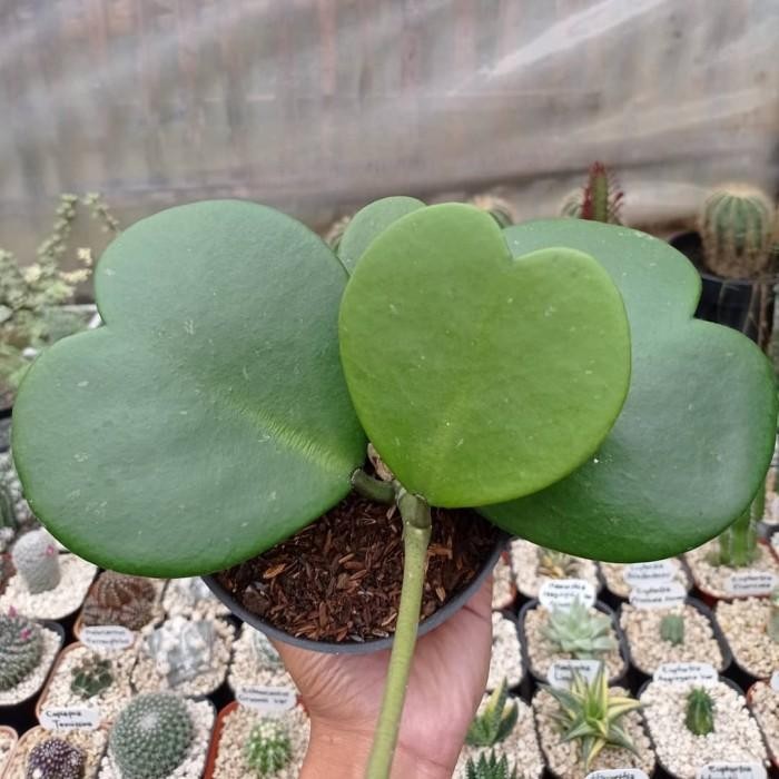 ZonaMurmer- Hoya Kerii Cluster