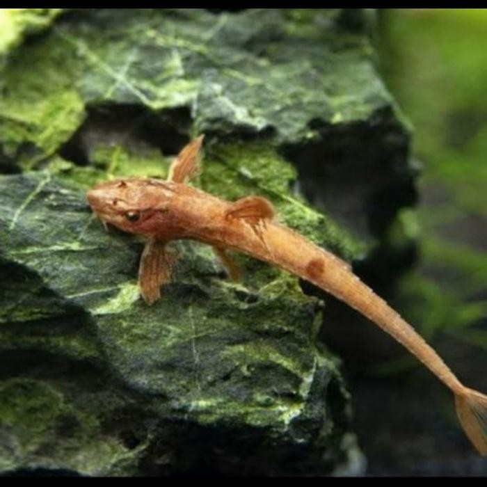 v0w1- Ikan Hias Air Tawar Red Lizard Sapu Sapu Helicopter Hiasan Aquarium Aquascape