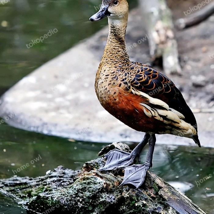 BELIBIS blibis burung belibis burung hias aviary