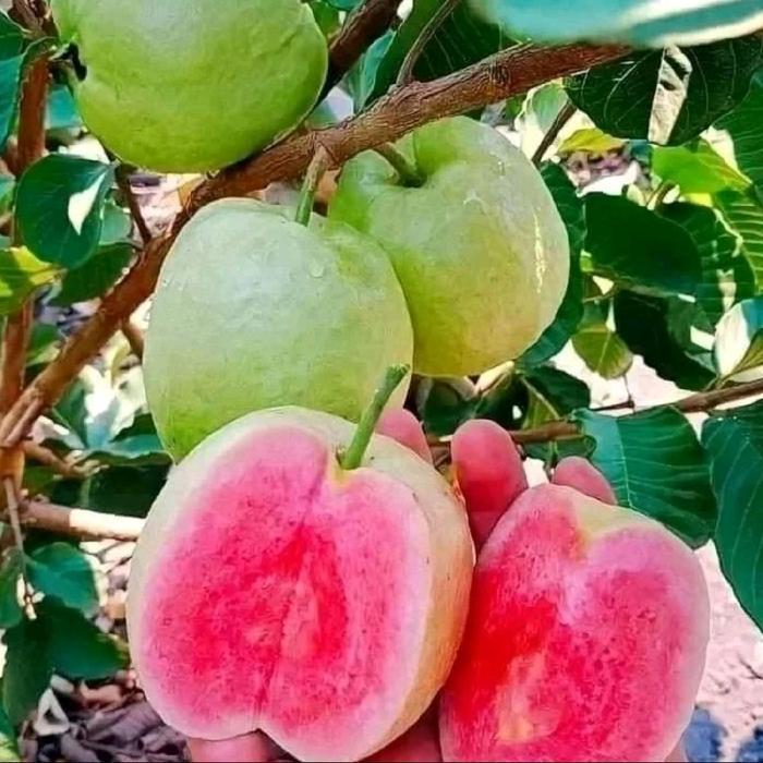 benih/ bibit jambu kristal merah