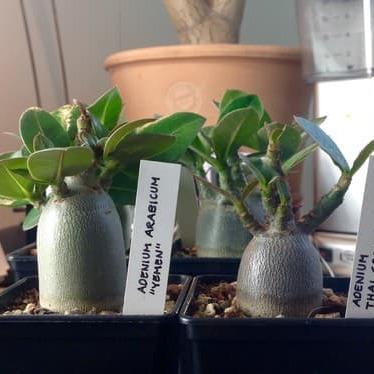 LIMITED EDITION 1 Benih / Seeds Adenium Yaman Mudah Tumbuh