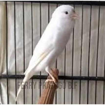 Jayus - Burung Kenari Loper Gacor Murah