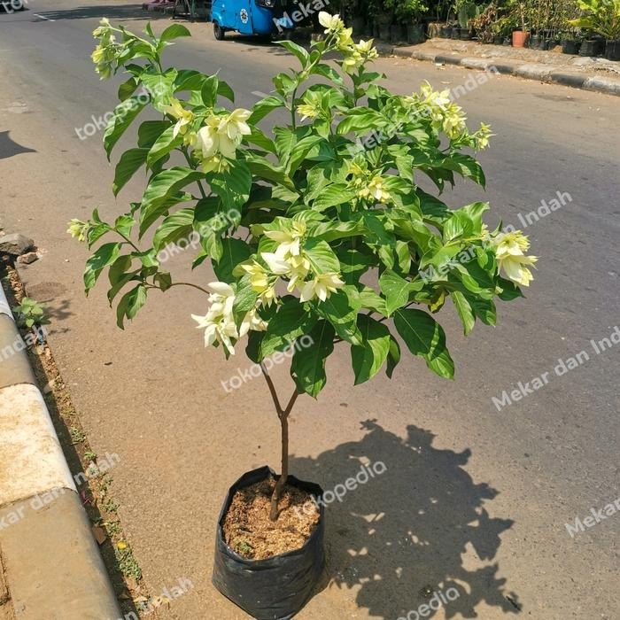 

Tanaman hias bunga nusa indah