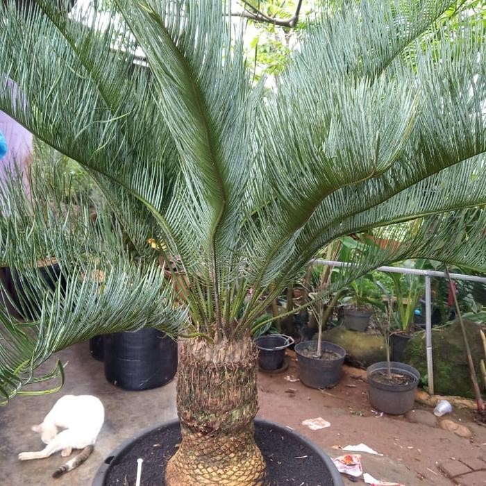 TERMURAH sikas blue tinggi batang 40-50cm