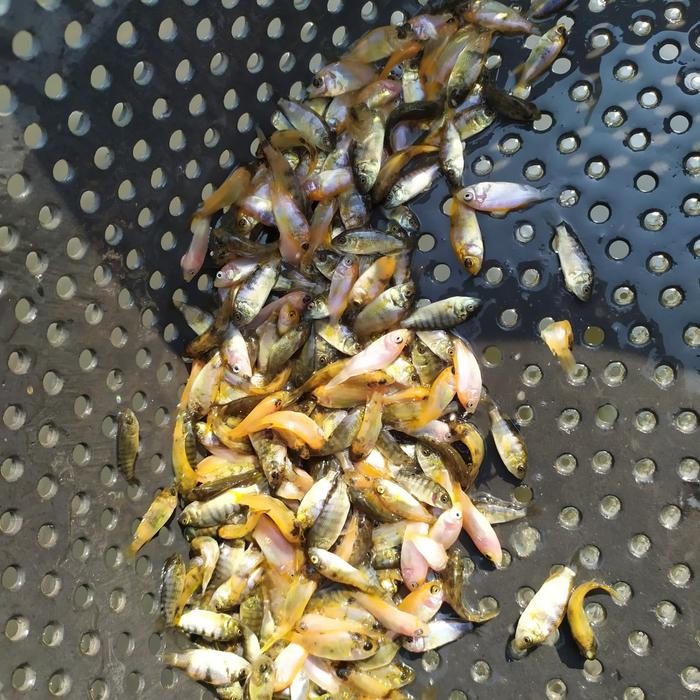 BIG SALE Bibit Nila monosex