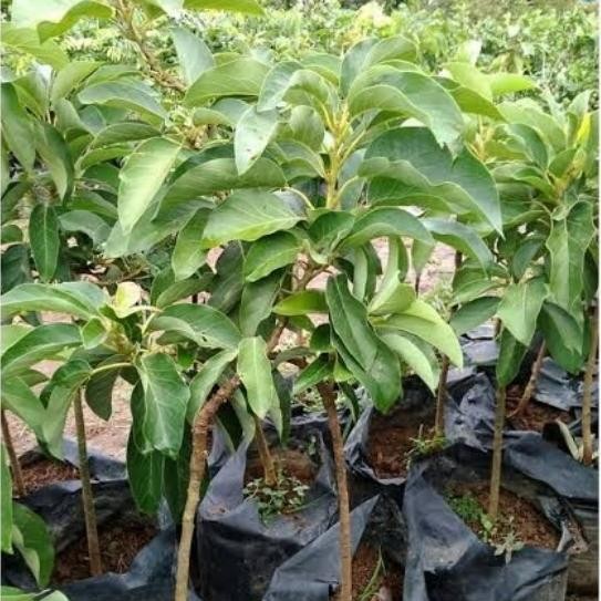 BIBIT TANAMAN BUAH ALPUKAT MENTEGA / TANAMAN BUAH ALPUKAT MENTEGA