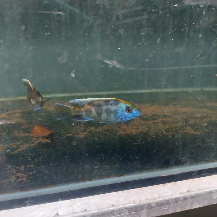 venustus cichlid langka