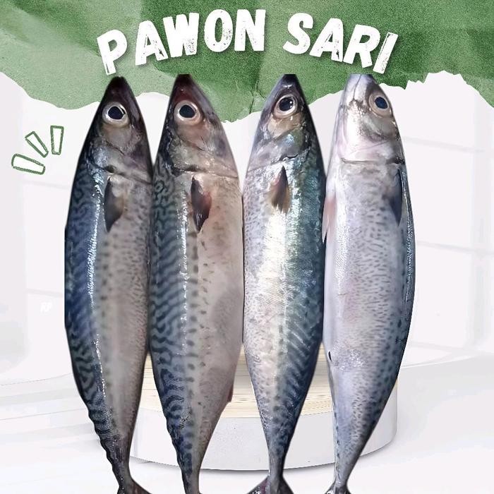 

Pilihan- Ikan Salem Segar Ikan Laut Segar 1Kg