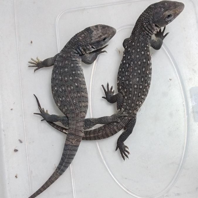 Savannah Monitor Savmon 30cm