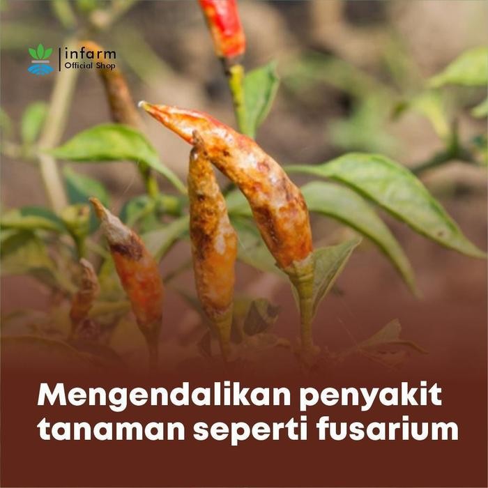 Pilihan- Infarm - Trichoderma Organik Serbuk Pengendali Jamur Dan Bakteri Trichoderma Fungisida