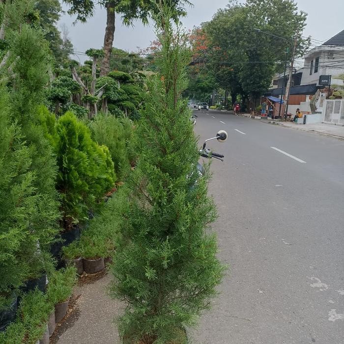 pohon cemara wangi / cemara natal