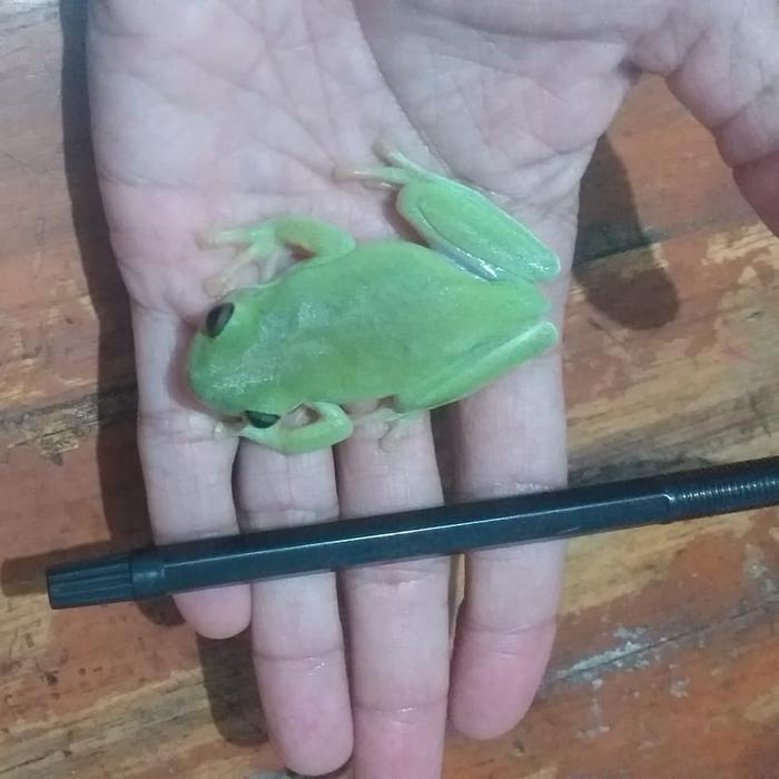 TERBARUU dumpy frog