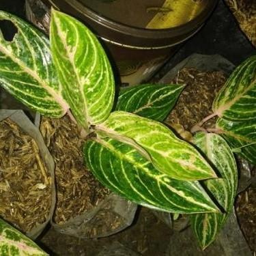 Jlterang Aglonema Madam Suroyo Bibit