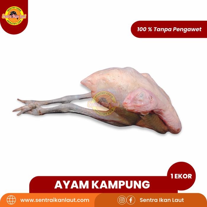 

Pilihan- Ayam Kampung Potong Utuh Karkas Asli Fresh 1 Ekor