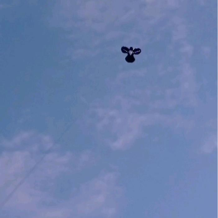 LAYANGAN BURUNG SAMPUL PLASTIK, SUDAH TALI KAMA