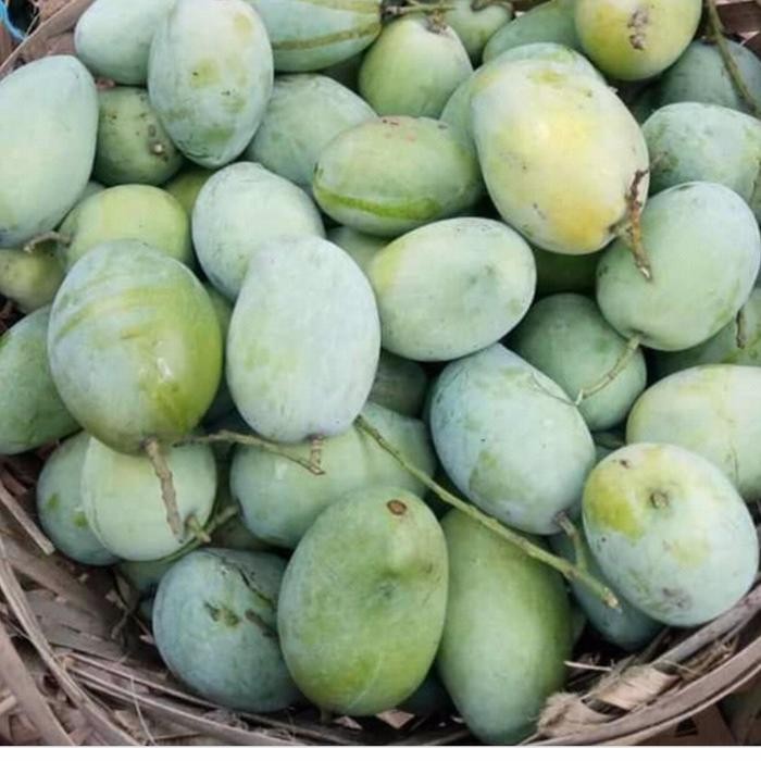 

Pilihan- Mangga Indramayu Mengkel