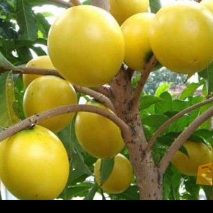 BIBIT SAWO ABIU/ SAWO ABIU AUSTRALIA ASLI