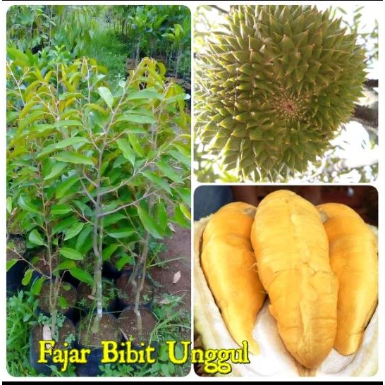 Bibit durian musangking asli
