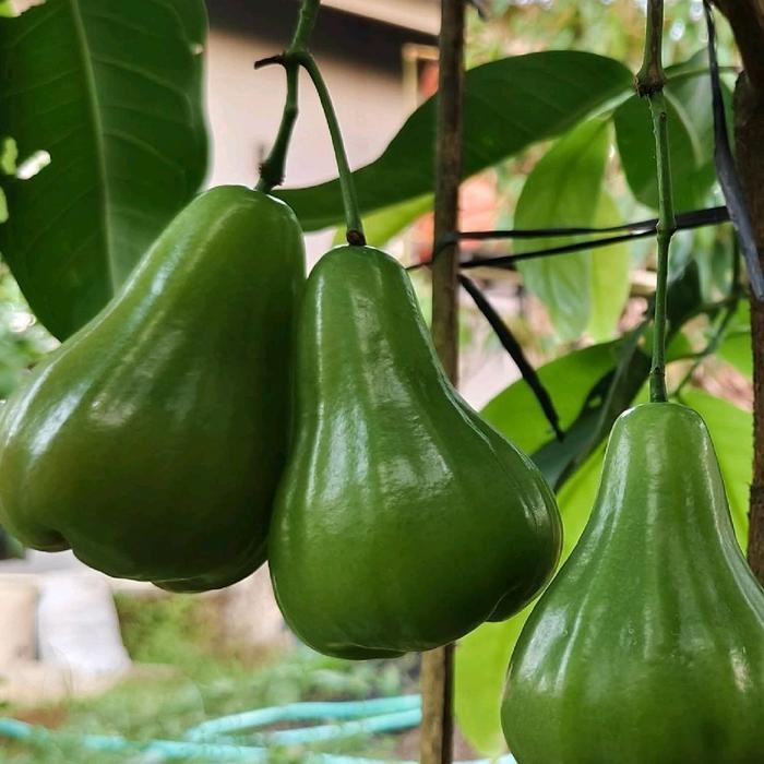 Bibit Jambu air green giant cangkok