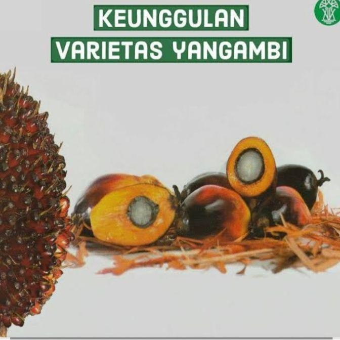 BIBIT BENIH UNGGUL YANGAMBI ORIGINAL MEDAN