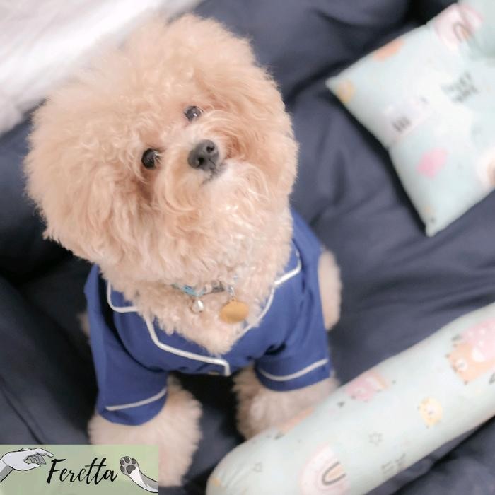 [Feretta] Angelo Blue Pajamas Baju Tidur Anjing Baju Tidur Poodle Piyama Anjing Kecil Bischon