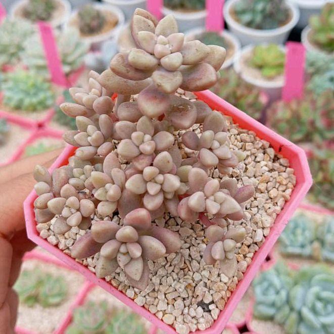 Sukulen mirinae cluster