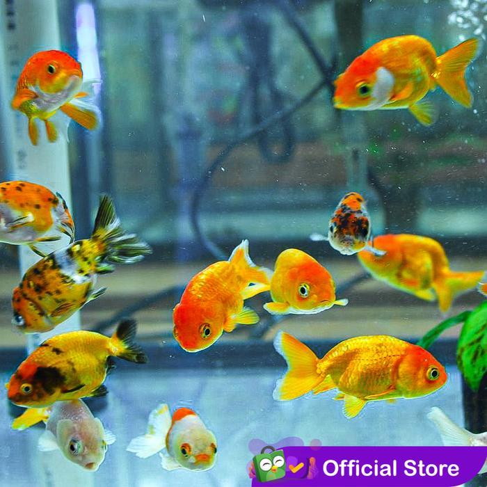 Koki Mas Ranchu / Ikan Hias Aquascape Air Tawar / Ikan Koki Goldfish