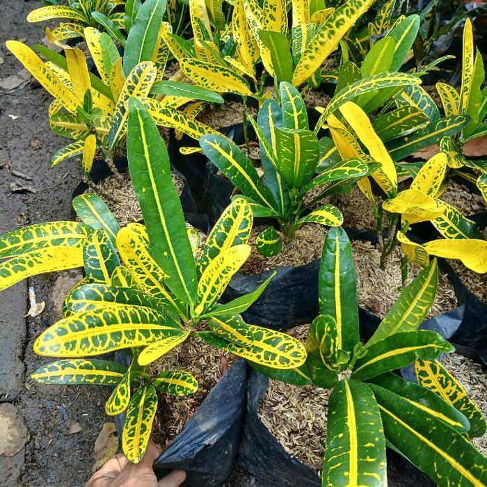 Rupa_Bagus Puring Mentimun / Tanaman Puring Timun / Tanaman Hias Puring Kuning / Pohon Puring Kuning