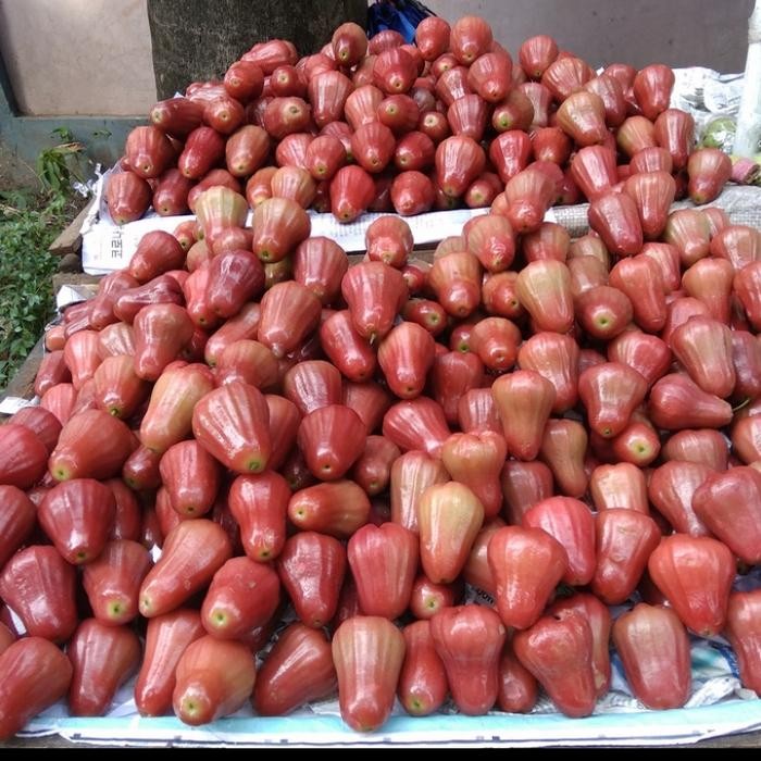 

jambu citra madu