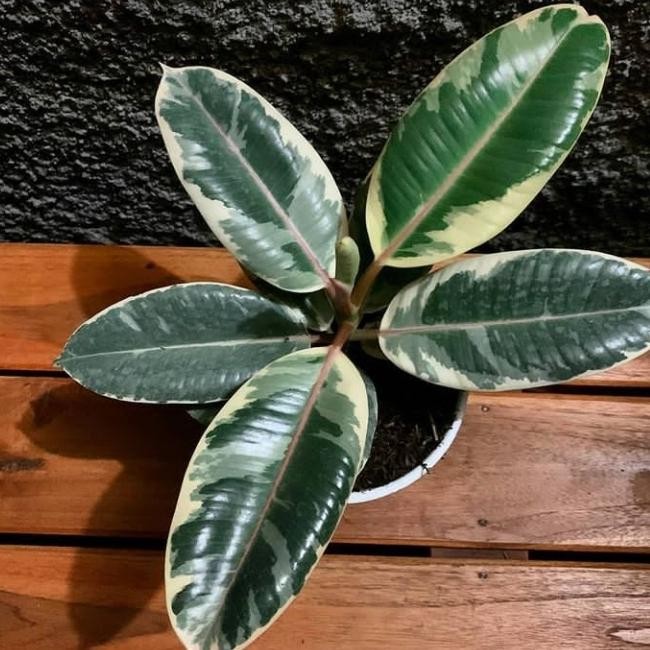 

Tanaman hias karet kebo varigata