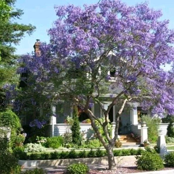 Jlterang Pohon Tabebuya Tinggi 1 Meter