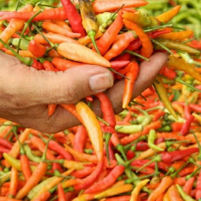 

Pilihan- Cabe Rawit Merah 250 Gram