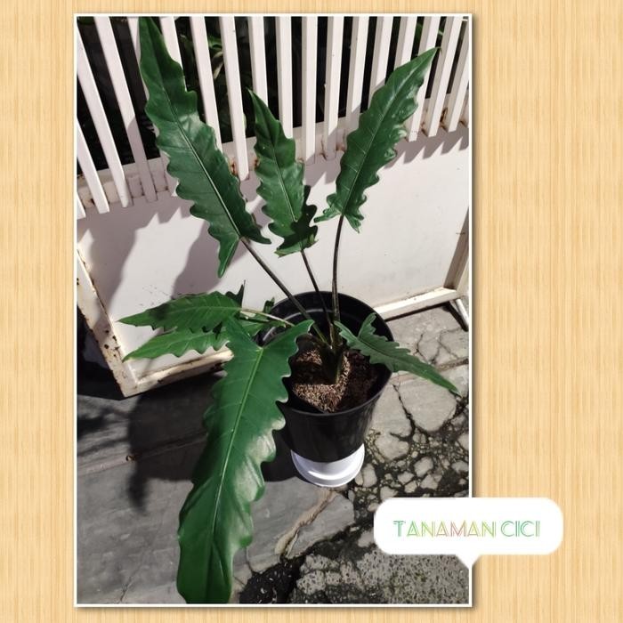 Tanaman Hias Keris Papua besar on pot sv hitam 30cm