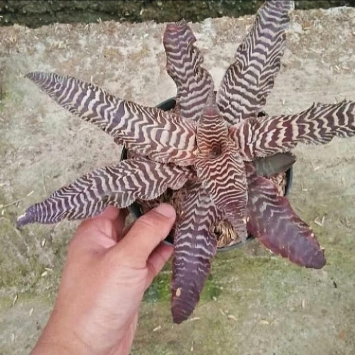 tanaman hias bromelia tokek - bromelia tokek