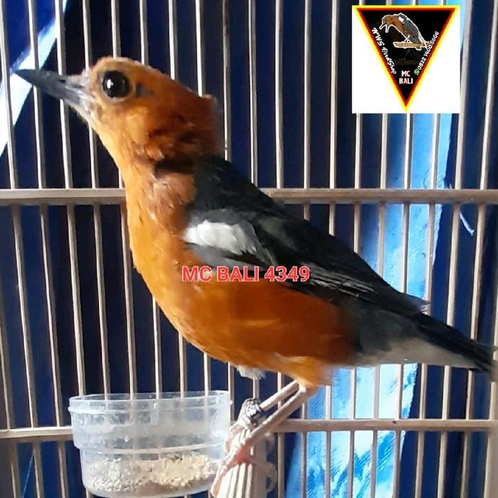 ANIS MERAH RING MC BALI GARANSI RESMI JANTAN & BUNYI