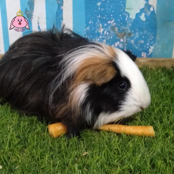 Terlaris Marmut Silky / Silkie SALE