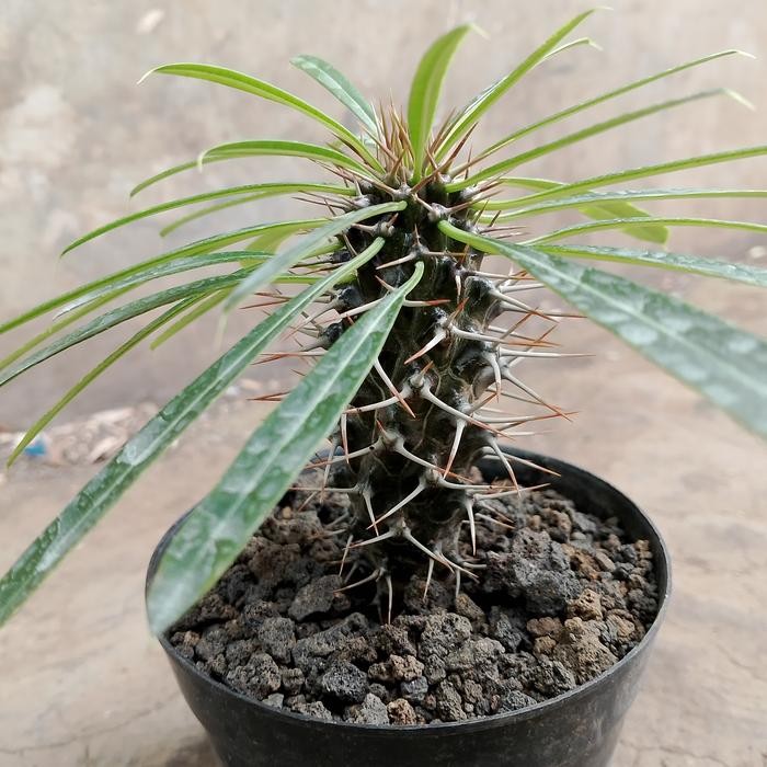 [ pachypodium lamerei rare item KAKTUS SUKULEN TANAMAN HIAS ]