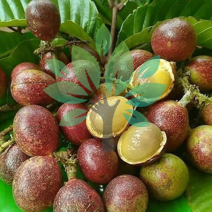 Bibit Tanaman Buah Matoa Hasil Cangkok