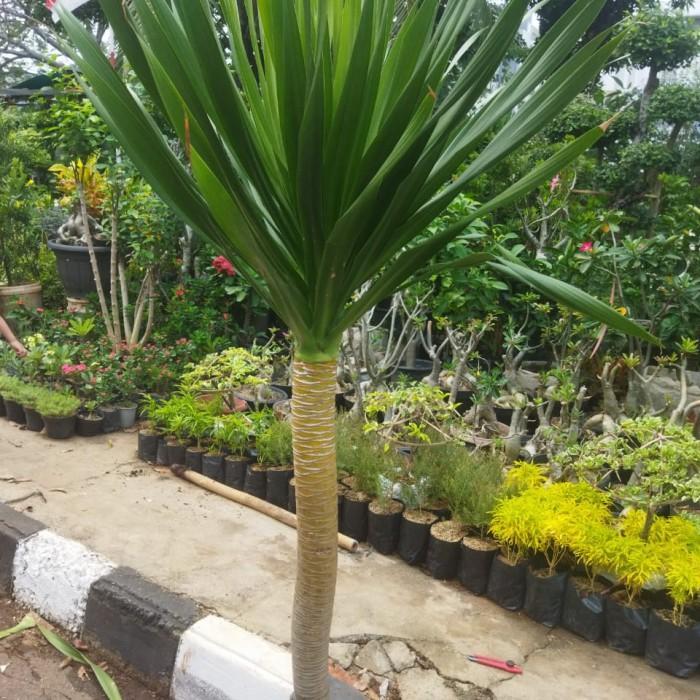 Ready Pandan Bali 2 M Plus Pot Putih