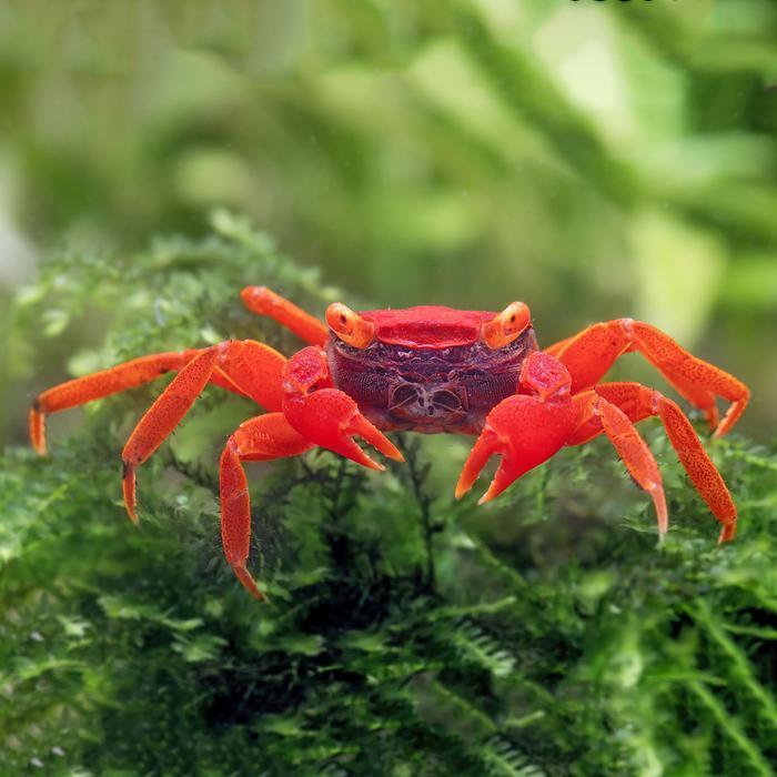 Kepiting Tomato Vampire Crab Geosesarma Sp / Red Tomato / Kepiting Merah / Vampire Crab