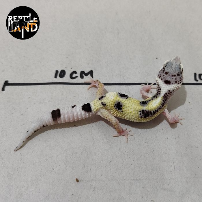 Ready Terlaris Enigma Snow Eclipse Tremper Leopard Gecko Baby Up Promo Murah