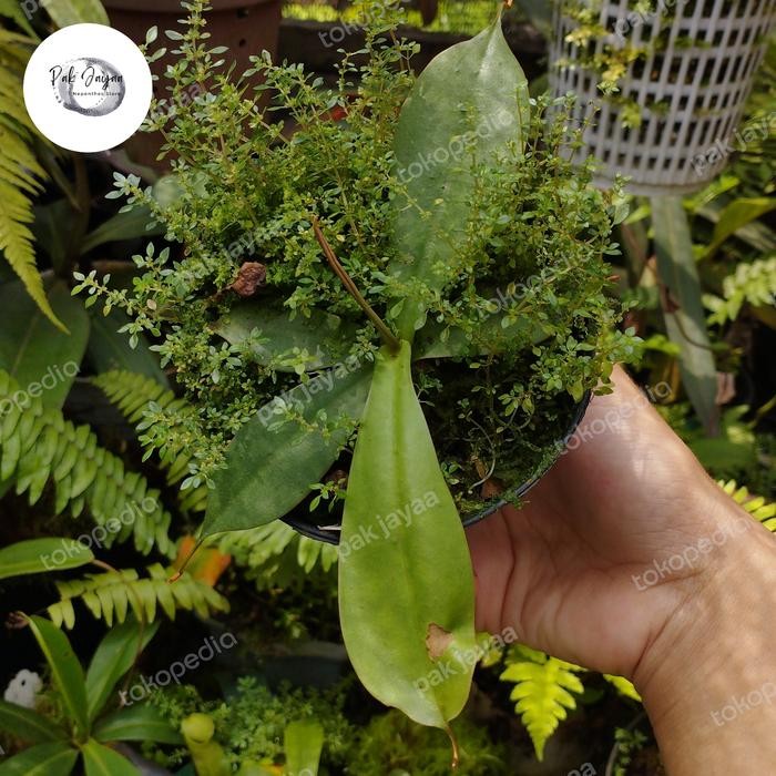 TERJAMIN Nepenthes Kampotiana x Northiana