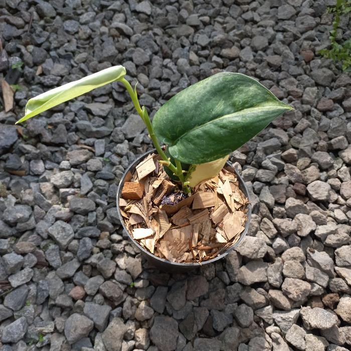 BIG SALE Scindapsus Jade Satin Variegata