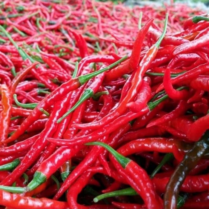 

Pilihan- Cabe Kriting Merah