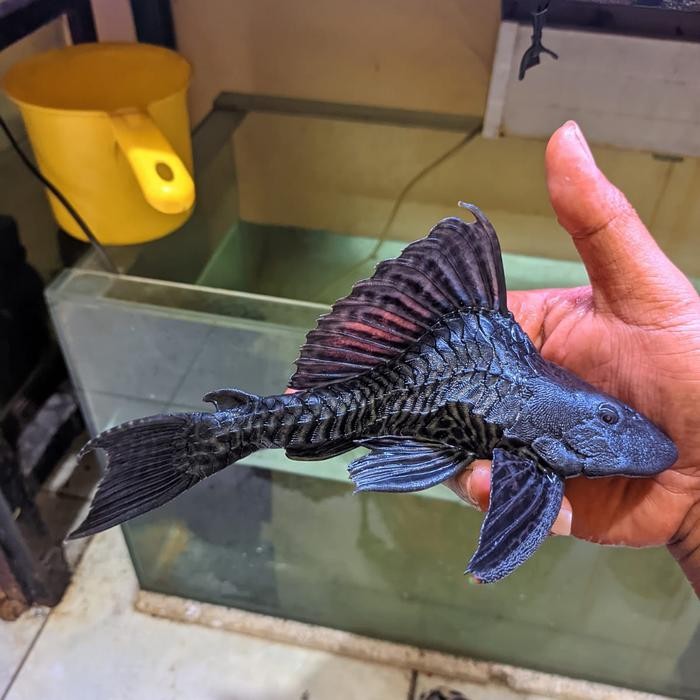 TERLARIS Ikan Sapu-sapu Hitam Short Body King READY STOCK