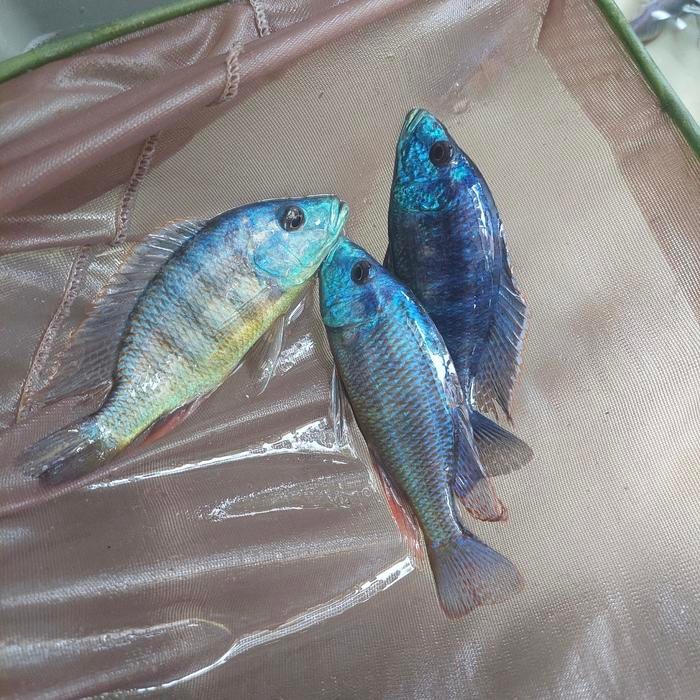 ikan hias siklid afrika bagus sekali