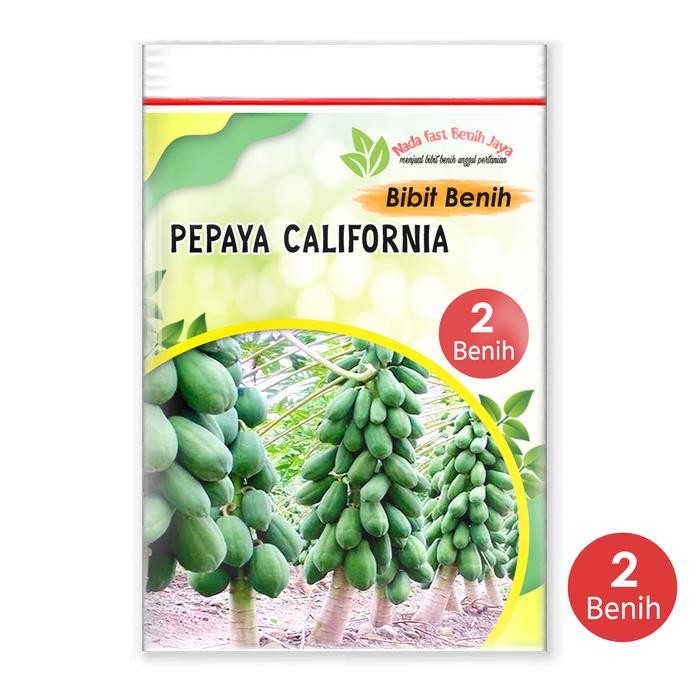 ASLI Benih buah Pepaya california - biji buah pepaya california unggulan 2 biji READY STOCK