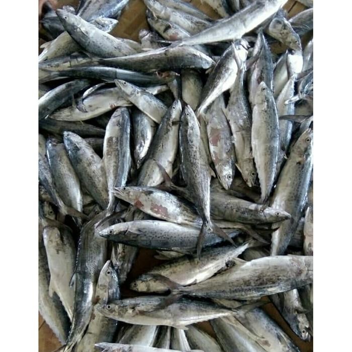 Eat77- Ikan Tenggiri Giling Super 1 Kg (Kualitas Ekspor) (Bogor)