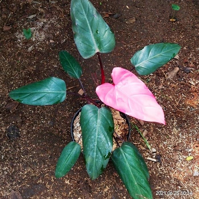 Ready Stok Tanaman Hidup Philodendron Dark Lord Pink - Tanaman Hias Philo Dark Lord Pink